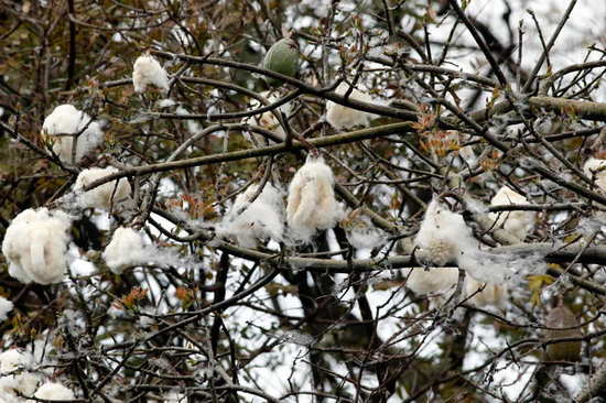 Palo borracho/Silk floss tree