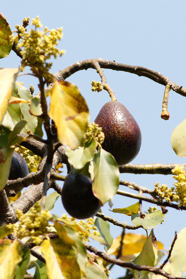 Palto/Avocado tree