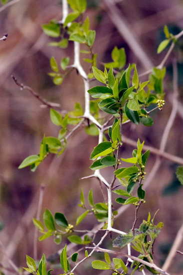 Tala/Celtis ehrenbergiana