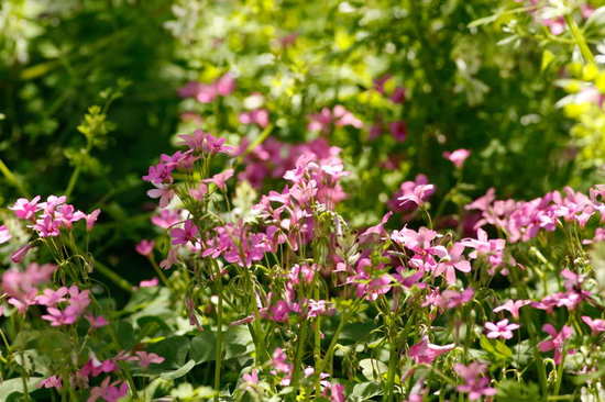 Vinagrillo rosado/Pink sorrel