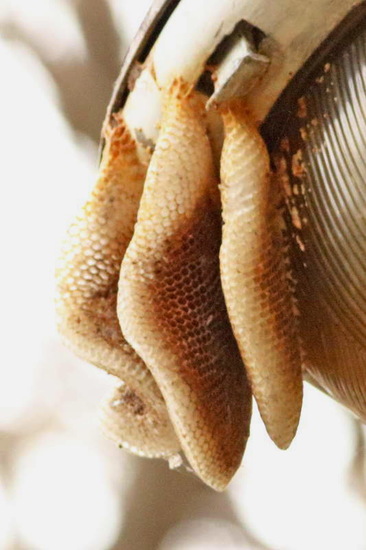 European honey bee