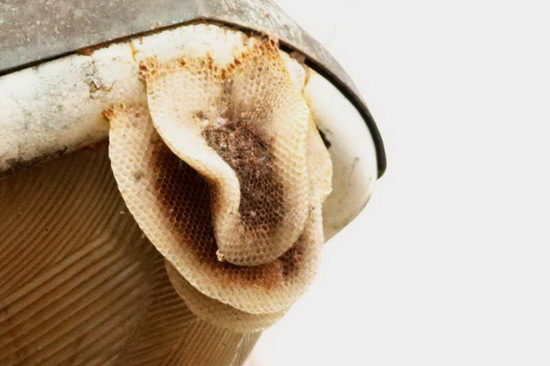 European honey bee