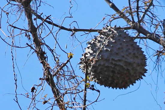 Camuati Wasp