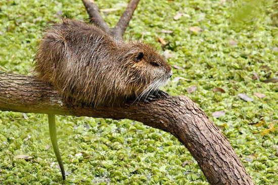 Coypu