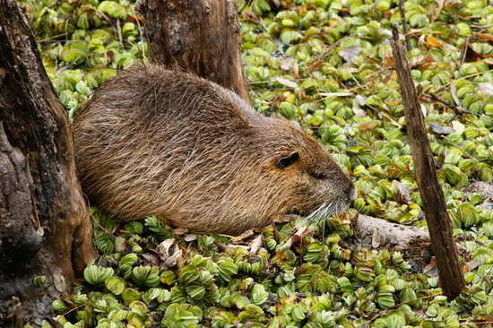 Coypu