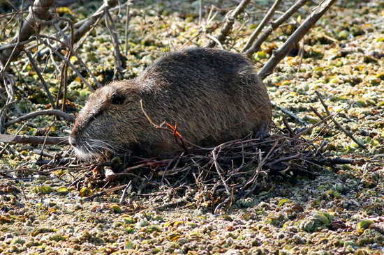 Coypu