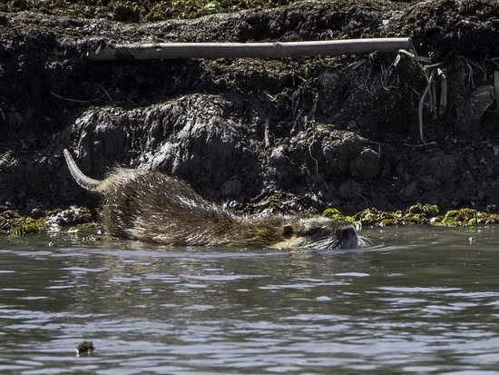 Coypu