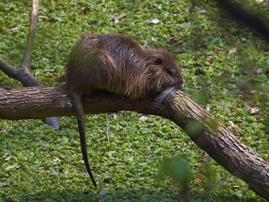 Coypu
