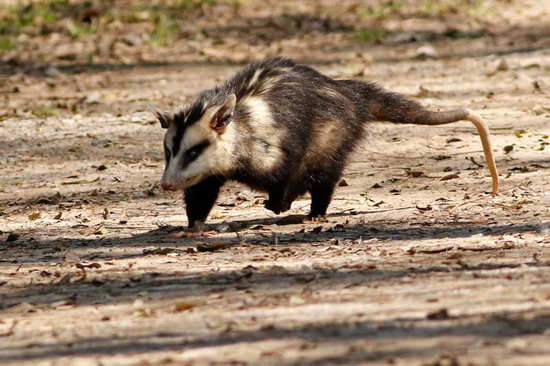 White-eared opossum