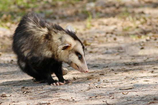 White-eared opossum