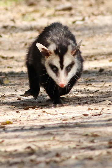 White-eared opossum