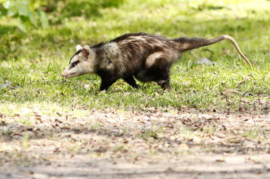 White-eared opossum