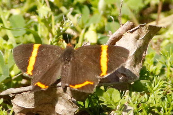 Lyssipoides metalmark