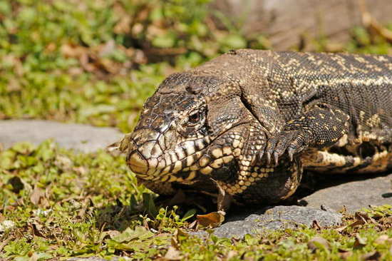 Black-and-white tegu lizard