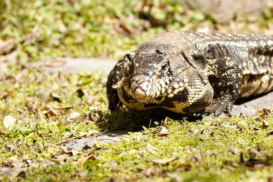 Black-and-white tegu lizard