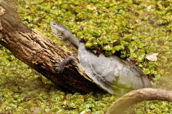 Side-necked turtle