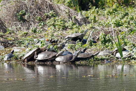 Side-necked turtle