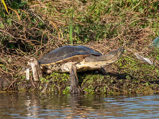 Side-necked turtle