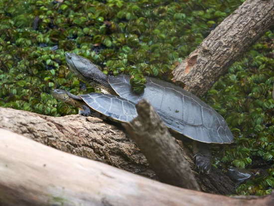 Side-necked turtle
