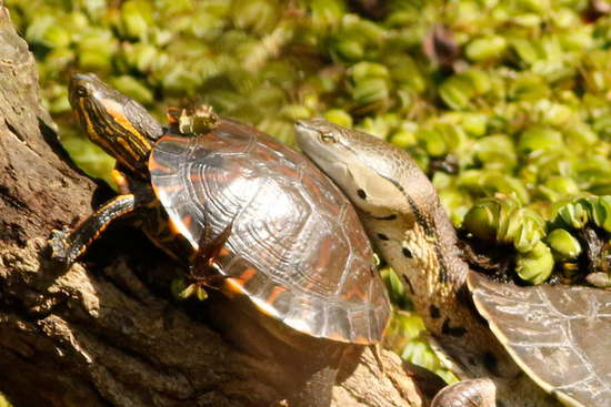Painted turtle
