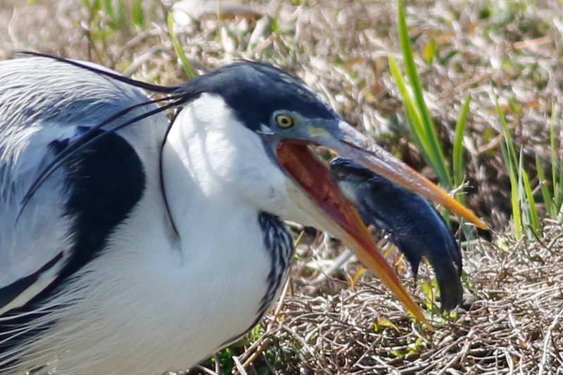 Cocoi heron eating a chamaleon cichlid