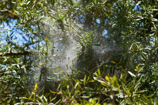 Social cobweb spider