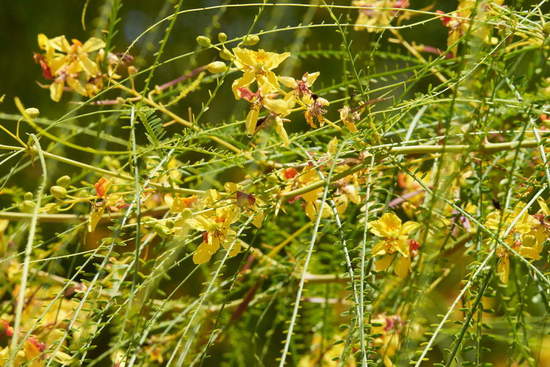 Cina cina/Jerusalem thorn