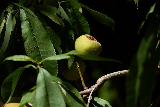 Duraznero/Peach tree