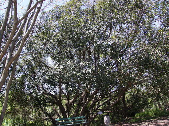 Higuerón/Wild fig tree