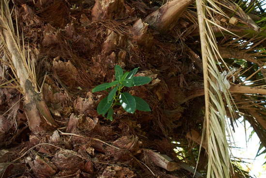 Higuerón/Wild fig tree