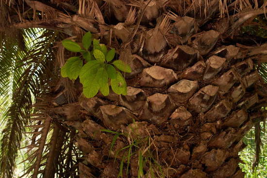 Higuerón/Wild fig tree