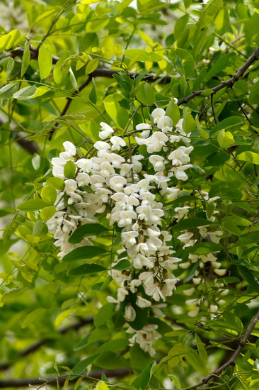 Acacia blanca/Black locust