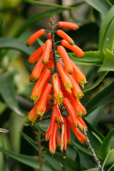 Aloe trepador/Climbing aloe