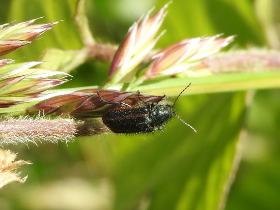 Astilo