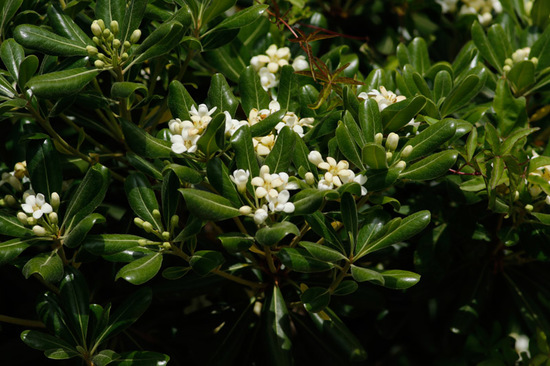 Azarero/Japanese pittosporum