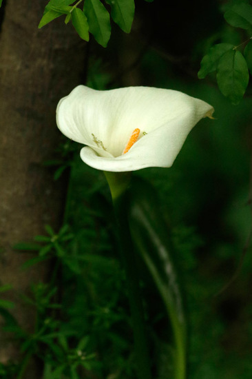 Cala/Calla lily