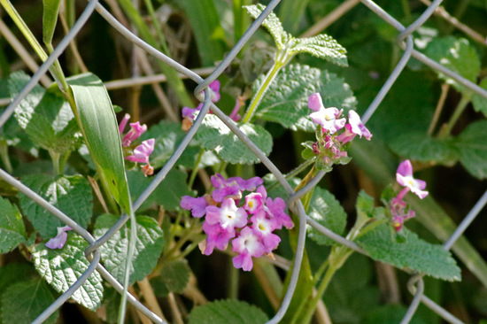 Camará morada/Lantana megapotamica