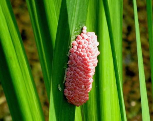 Caracol manzana