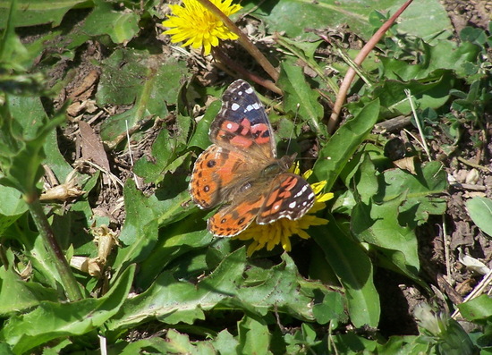 Dama pintada 