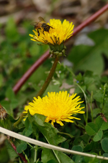 Diente de león/Common dandelion