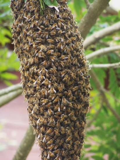 Abeja europea