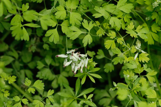 Flor de pajarito/Whiteflower fumitory