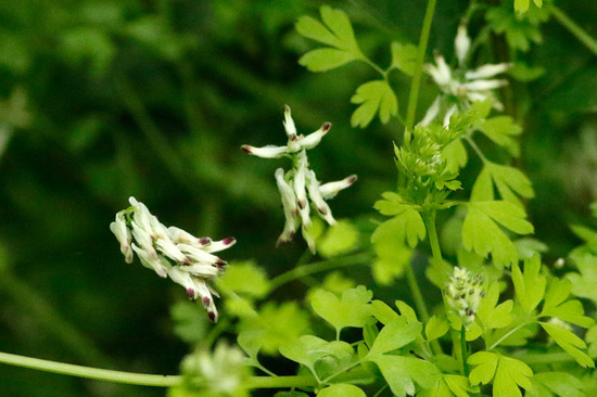 Flor de pajarito/Whiteflower fumitory