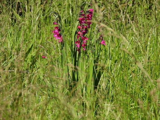 Gladiolo/Gladioli