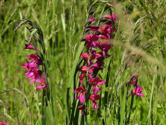 Gladiolo/Gladioli