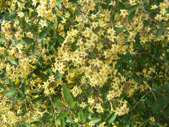 Hediondillo/Cestrum euanthes