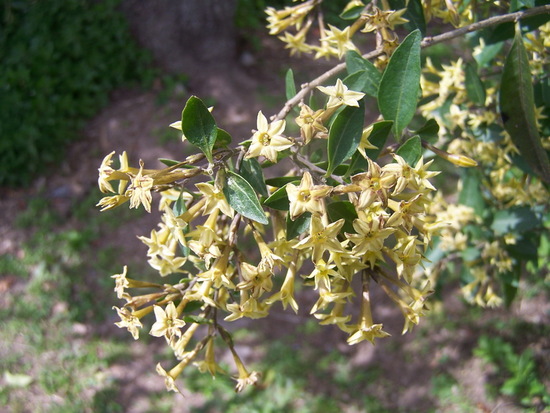 Hediondillo/Cestrum euanthes