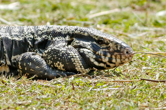 Lagarto overo