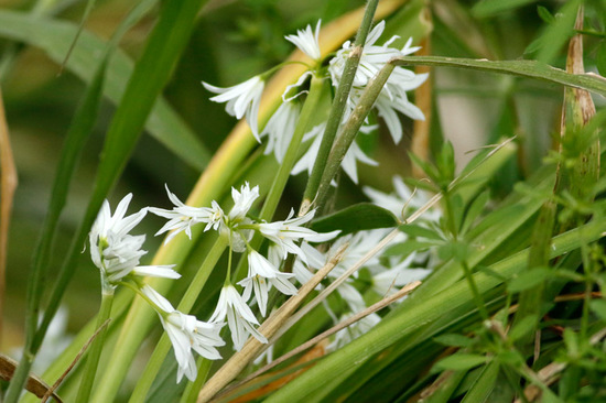 Lágrima de la virgen/Three-cornered leek