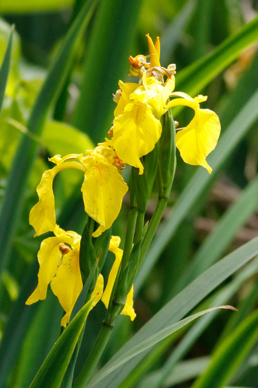 Lirio amarillo/Water yellow flag